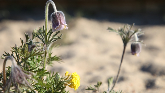 Silpurene pelēkajā kāpā Ventspilī 