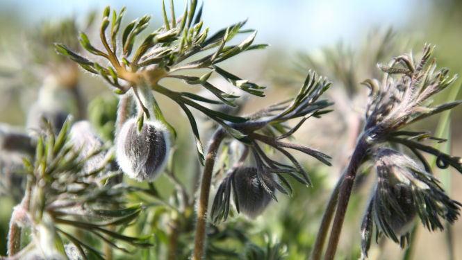 silpurenes Ventspils pelēkajā kāpā