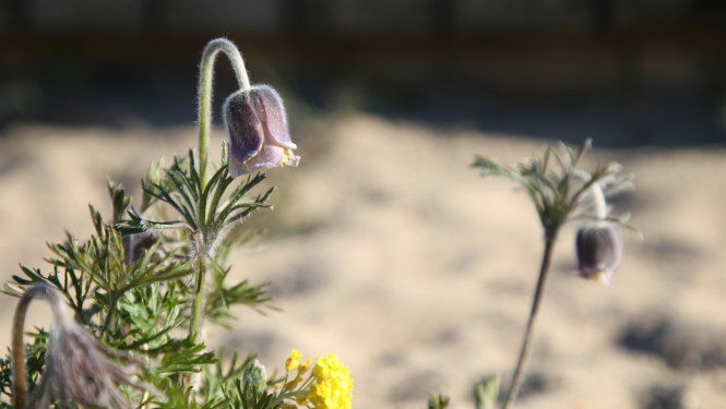 Silpurene pelēkajā kāpā Ventspilī 